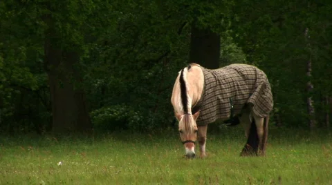 Horse 1 Stock Footage 284567