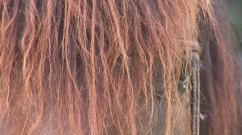 Horse 1 Video stock 8566187