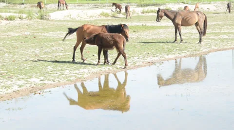 Horse 1 Stock Footage 29375571