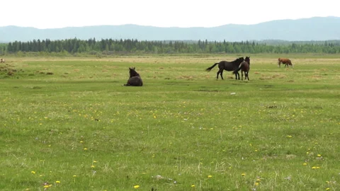Horse 1 Stock Footage 142304240