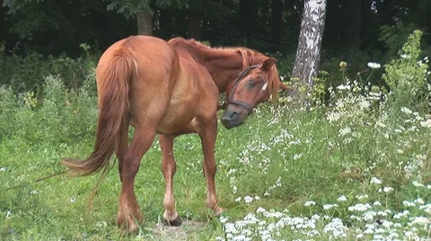 Horse 10 Stock Footage 8566177