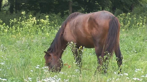 Horse 11 Stock Footage 8566179