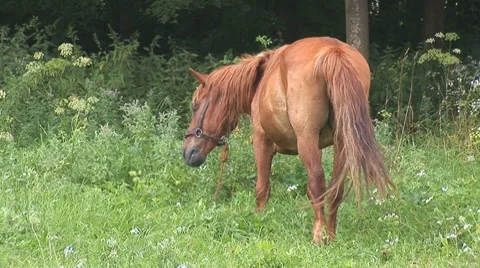 Horse 12 Stock Footage 8566171