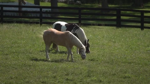 Horse (120fps) Stock Footage 87094329