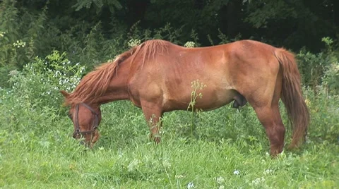 Horse 13 Stock Footage 8566170