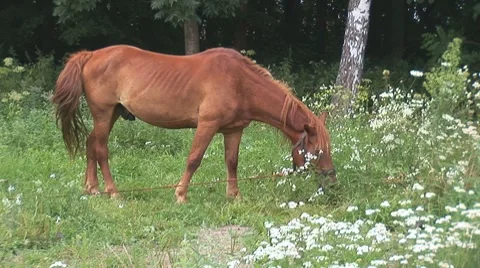 Horse 14 Stock Footage 8566169