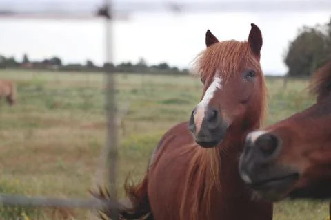 Horse 1439 Stock Photos