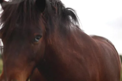 Horse 1482 blury is best Stock Photos