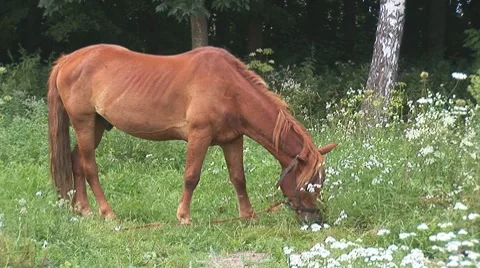 Horse 15 Video stock 8566166