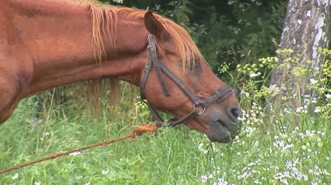 Horse 16 Stock Footage 8566167
