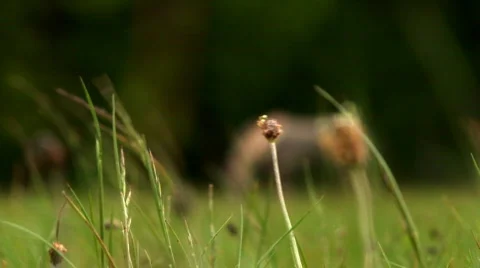 Horse 2 Stock Footage 284585