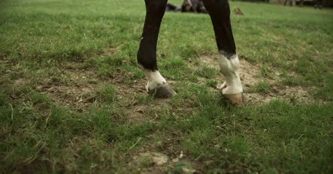 Horse 2 Видео 26209711