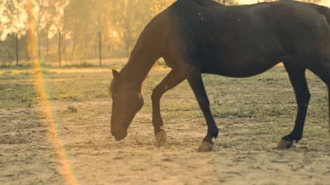Horse 2 Stock Footage 108854647