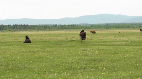 Horse 2 Stock Footage 142304263