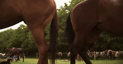 Horse 3 Video stock 26190963