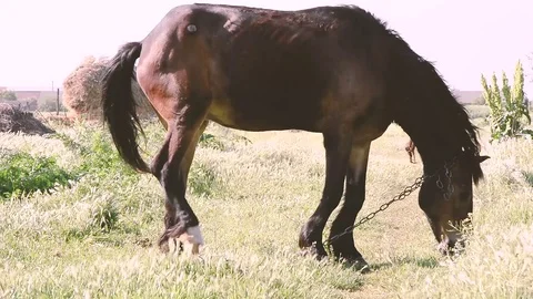 Horse 3 Stock Footage 91040031