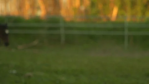 Horse 3 Video stock 108854459