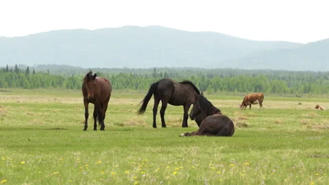 Horse 3 Stock Footage 142304299