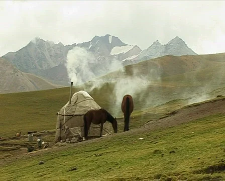 Horse 4 P Stock-Footage 513342