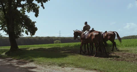 Horse 5 Stock Footage 26188738