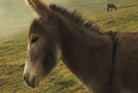 Horse 7  Stock Footage 354718