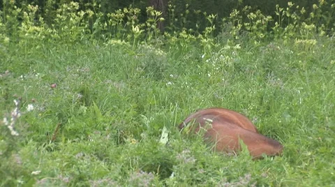 Horse 7 Stock Footage 8566123