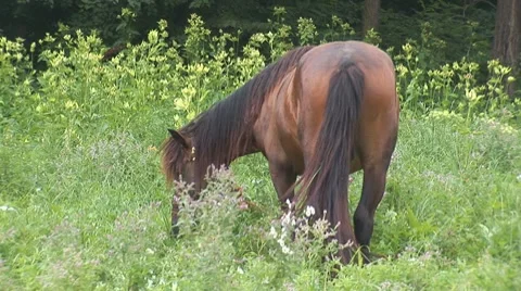 Horse 8 Stock Footage 8566111
