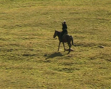 Horse 9 P Stock Footage 513391