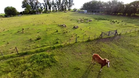 Horse Aerial View 스톡 동영상 63570997