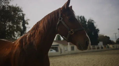 Horse after intense training Stock Footage 128545127