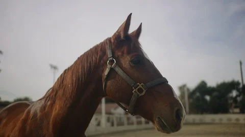 Horse after intense training Stock Footage 128545159