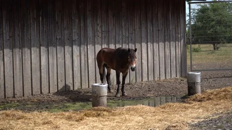 Horse alone in a cage Stock Footage 202213251
