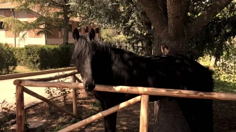 Horse alone in the corral Stock-Footage 218376943