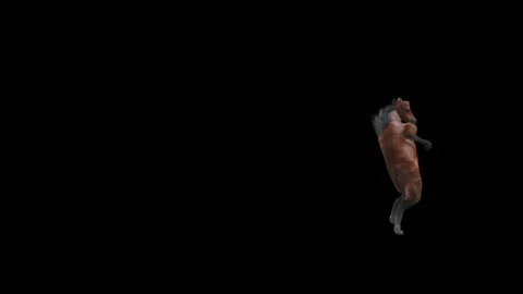 Horse, with Alpha matte. Stock Footage 164982956