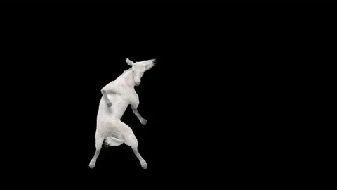 Horse, with Alpha matte. 库存影片 164984906