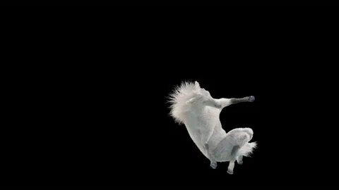 Horse, with Alpha matte. Stock Footage 179551740