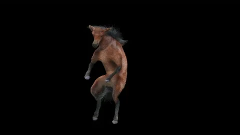 Horse, with Alpha matte. Видео 194308051