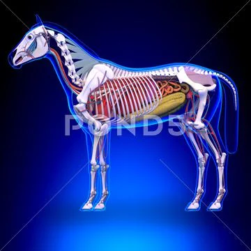 Horse Anatomy - Internal Anatomy of Horse Illustration #51329496