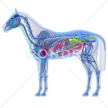 Horse Anatomy - Internal Anatomy of a Horse: Graphic #51329789