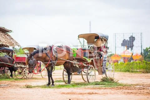 Horse and a beautiful old carriage in old farm. Stock Photos