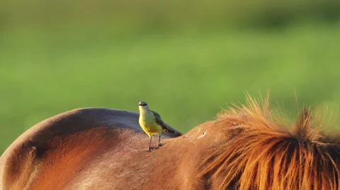 Horse and Bird Stock-Footage 7749654