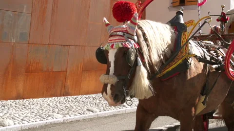 Horse and carriage Video stock 49040469