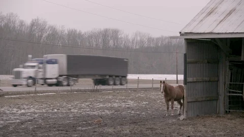 Horse and chicken next to barn alongside country road Stock Footage 89945573