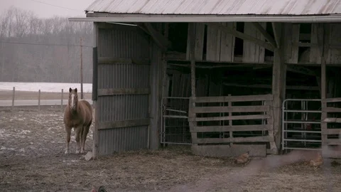 Horse and chickens next to barn alongside country road Stock Footage 89945577