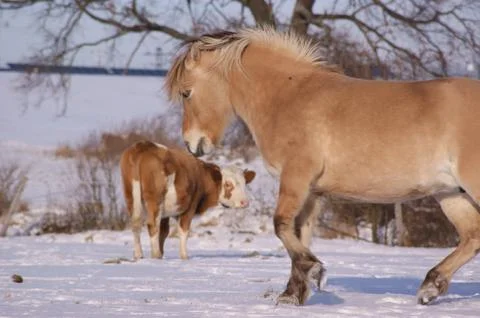 Horse and cow in winter Stock Photos