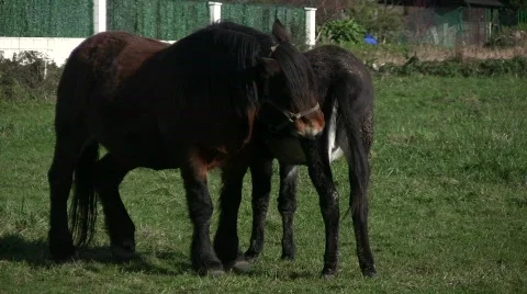 Horse and Donkey Stock Footage 714078