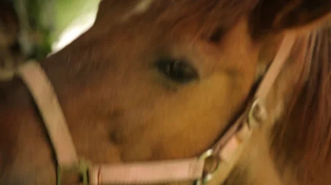 Horse and eagle Stock Footage 39376564