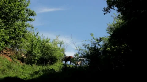 Horse and fly Stock Footage 34423683