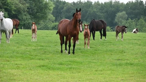 Horse and foal Stock Footage 276900663