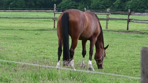 Horse and foal Stock Footage 276900664
